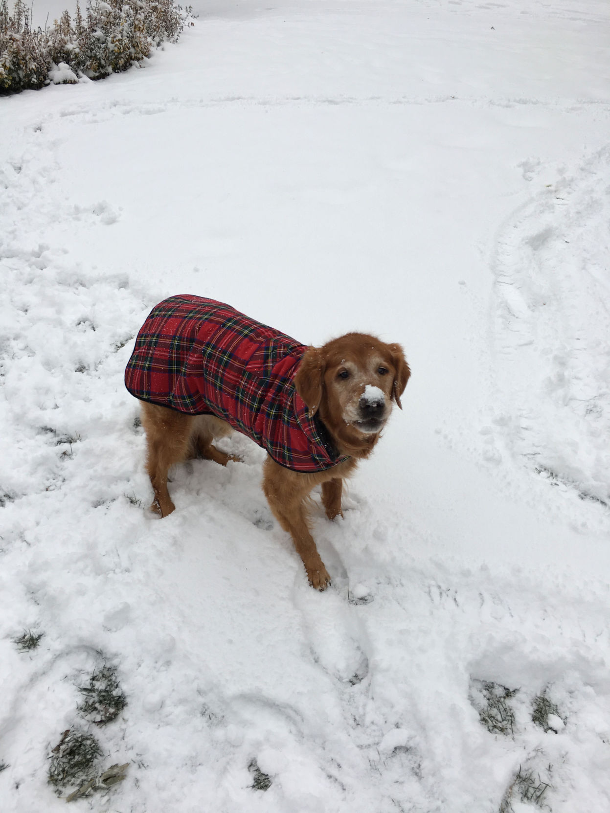 The Times Cutest Pets of Winter 2018